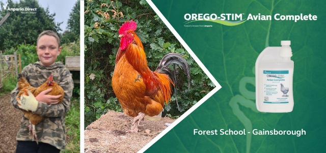 Testimonial: Local Primary School Uses Orego-Stim Avian Complete On Their Chickens 